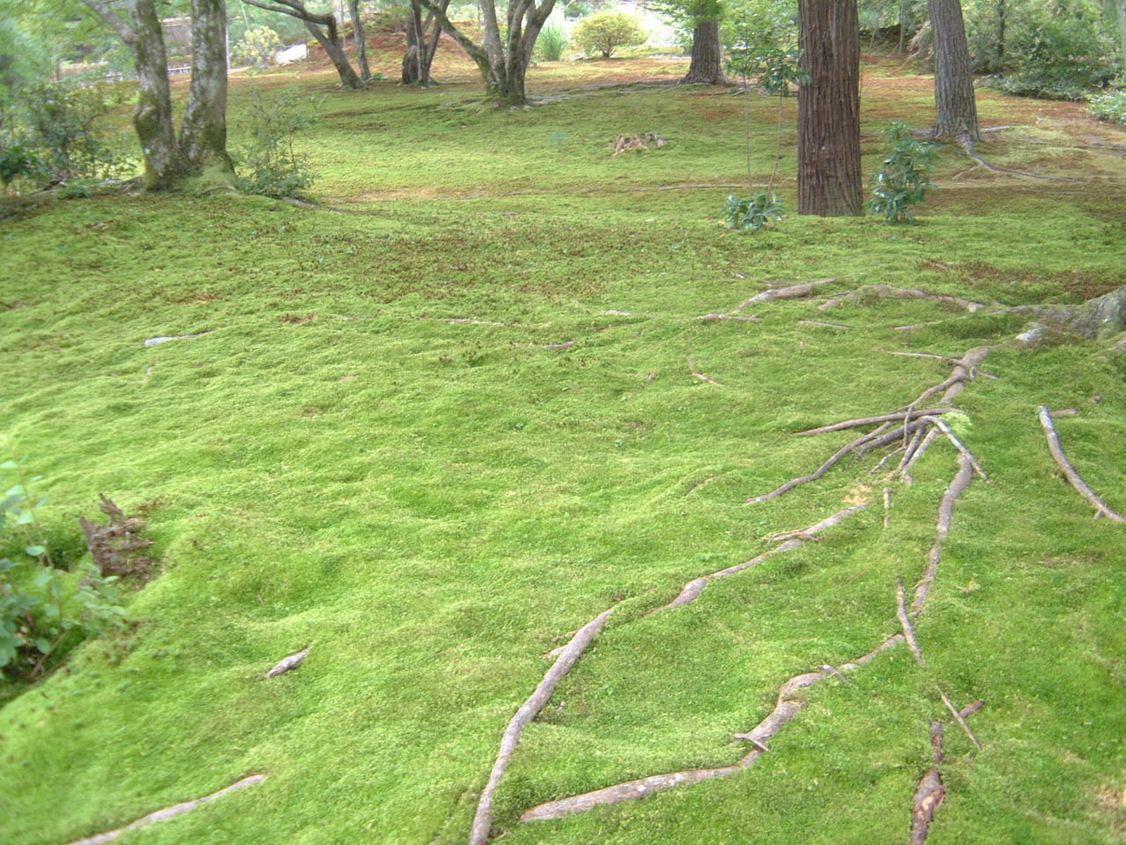 Kyoto Ginkakuji Moss